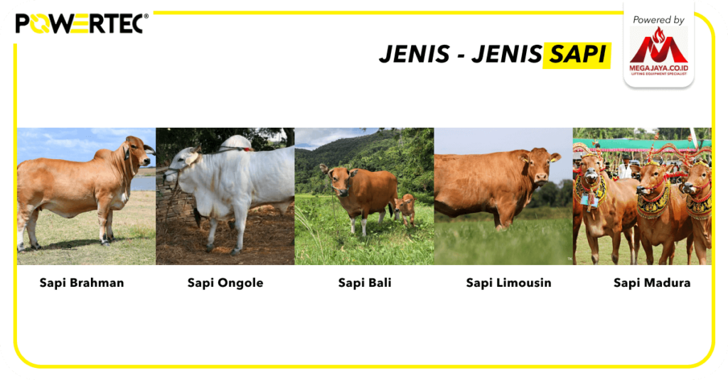 1.3 Jenis-jenis Sapi