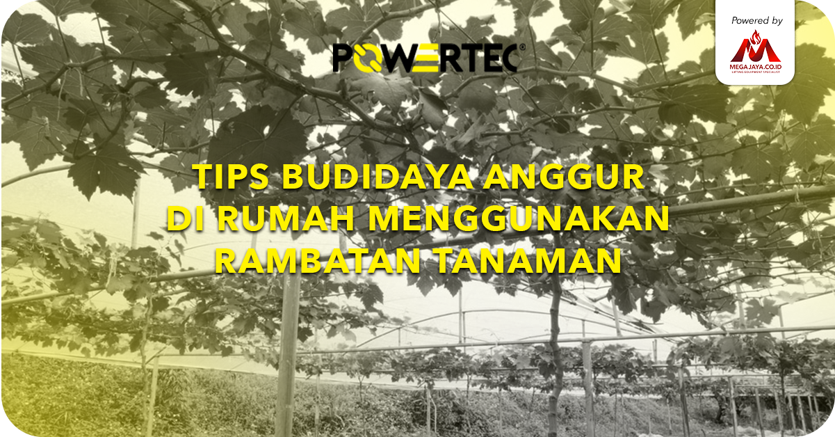 tips-budidaya-anggur-di-rumah-dengan-trellis